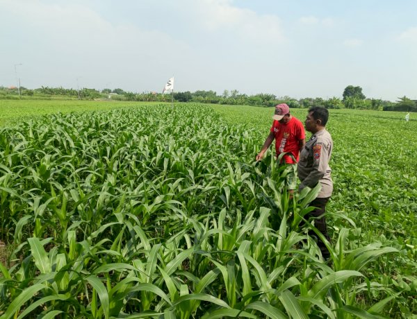 Dukung Swasembada Pangan, Polsek Wonoayu Kontrol Tanaman Jagung